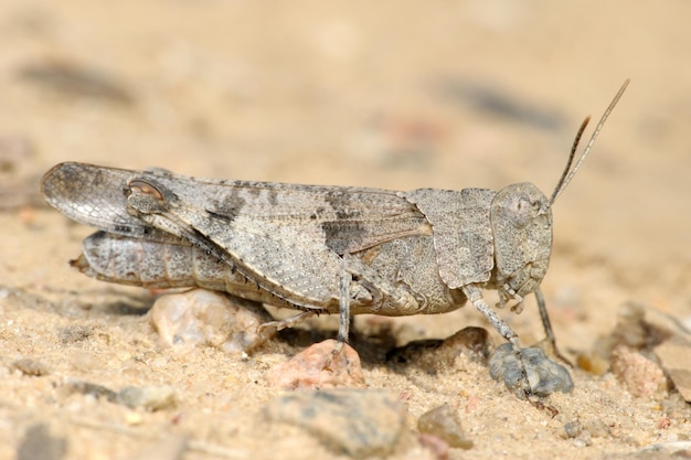 Sauterelle Oedipoda caerulescens