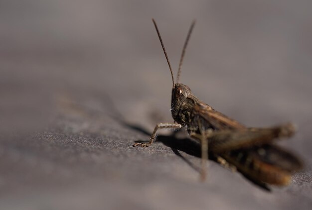 sauterelle sur une pierre grise, photo macro d'un oeil