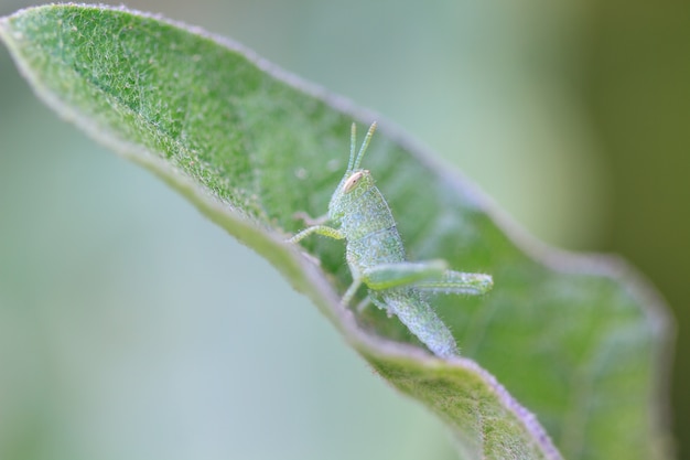 Sauterelle posée sur une feuille