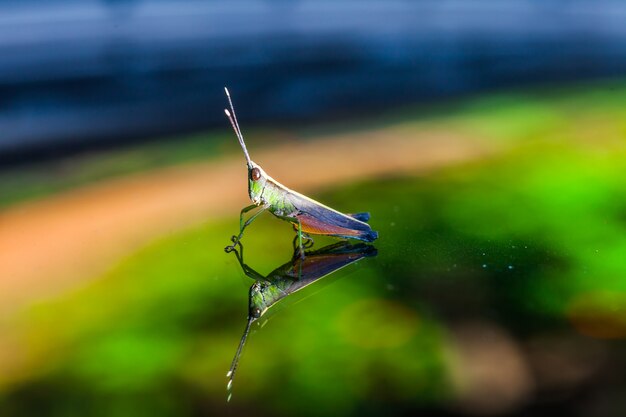 Sauterelle posée sur un miroir, nature