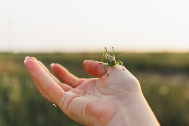 La sauterelle de prairie sur la main de la femelle