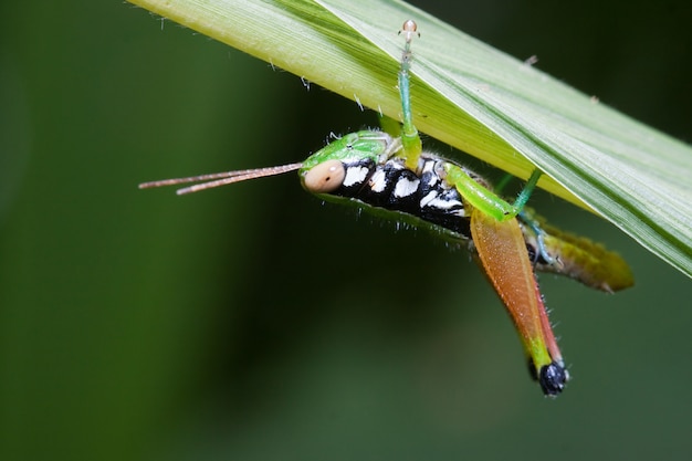 Photo sauterelle renversée, perchée sur une feuille dans un pré