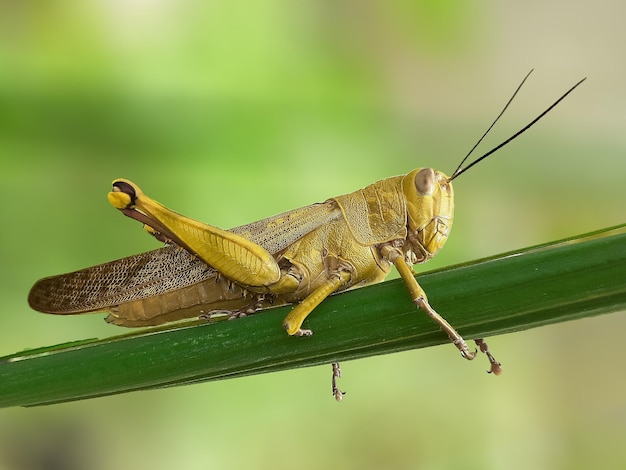 Une sauterelle de riz de taille moyenne perchée sur une feuille sur un fond flou