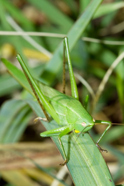 sauterelle sur une tige d&#39;herbe