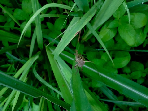 sauterelle valanga sur les feuilles