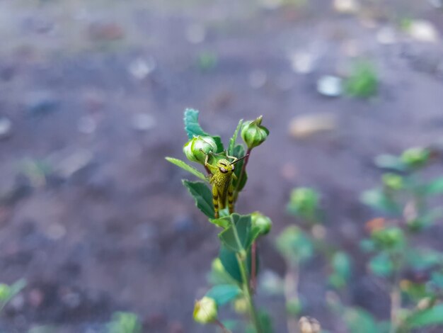 Sauterelle Valanga Nigricornis sur la plante