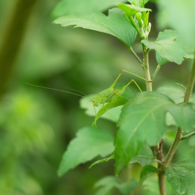 Sauterelle vert vif sur un buisson d'hibiscus