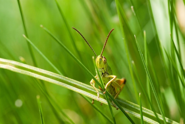 Sauterelle verte sur un brin d'herbe