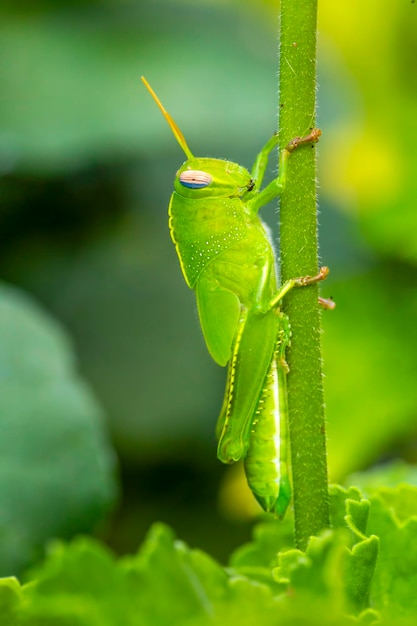 Photo une sauterelle verte dans la nature