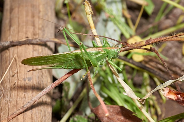 La sauterelle verte une espèce d'insectes de la famille des vraies sauterelles du jardin