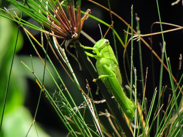 Une sauterelle verte est sur une plante avec le mot insecte dessus.