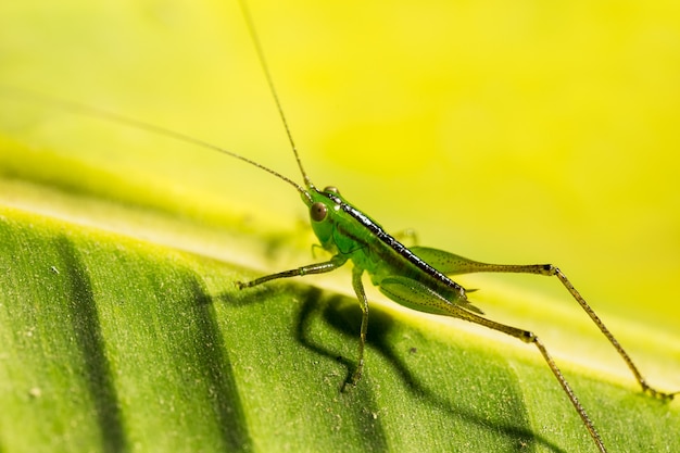 Sauterelle verte sur feuille de bananier