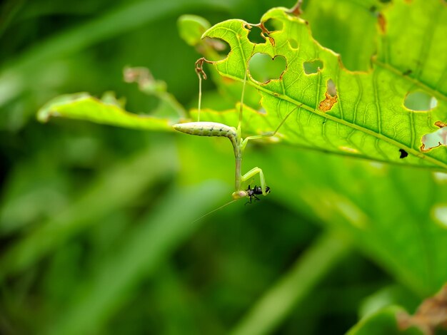 Une sauterelle verte sur une feuille verte fond vert flou