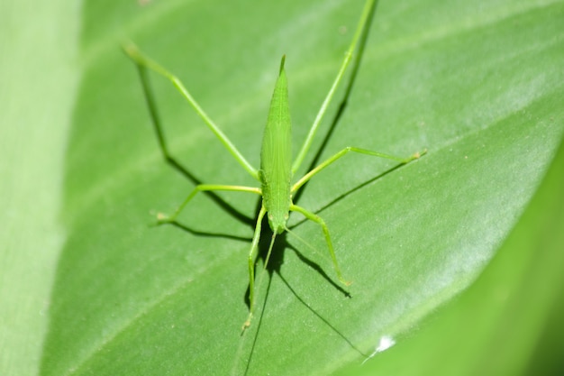 sauterelle verte sur fond vert