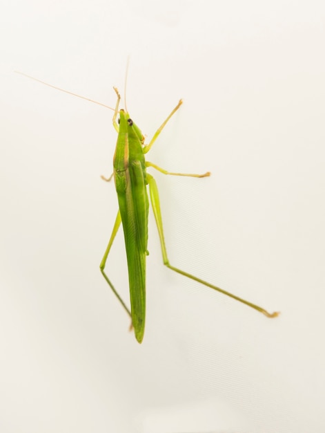 Sauterelle verte pendre sur fond blanc.