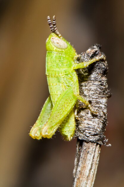 Photo sauterelle verte (pezotettix giornae)