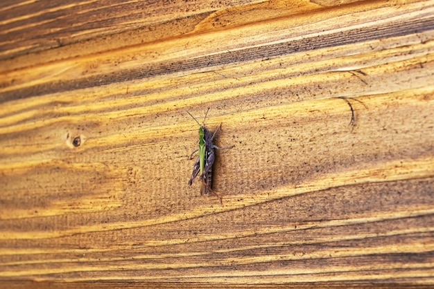 Une sauterelle verte se repose sur un mur en bois