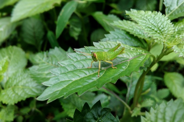 sauterelle verte