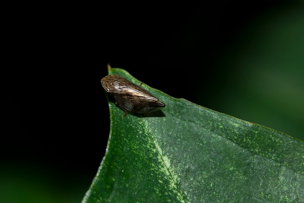 Sauterelles sur feuilles vertes