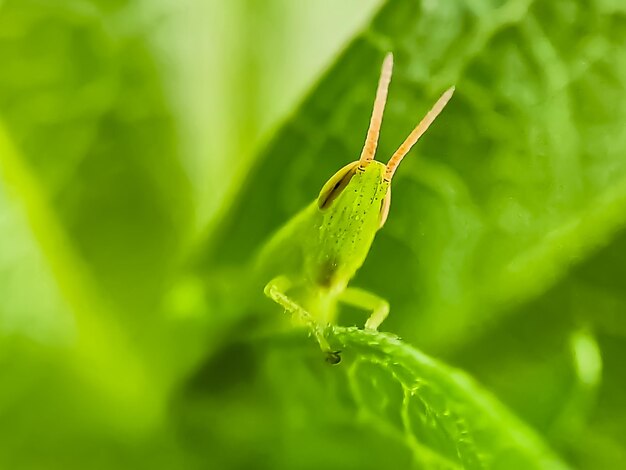 Les sauterelles sont un groupe d'insectes appartenant au sous-ordre Caelifera perché