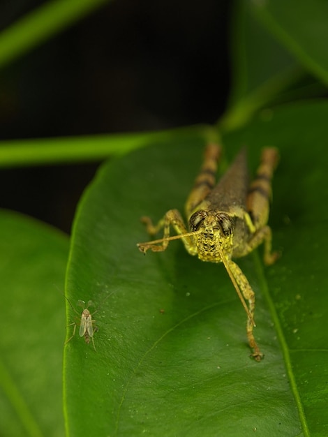 Les sauterelles sont un groupe d'insectes appartenant au sous-ordre Caelifera