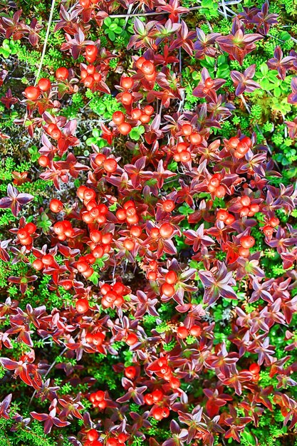 sauvage de plus en plus baies rouges nature arrière plan