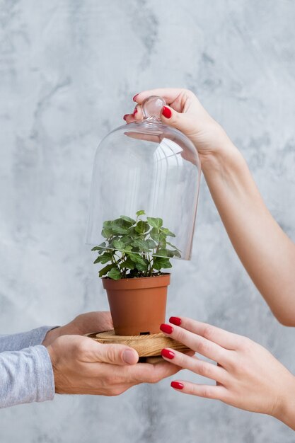 Sauvez le monde en protégeant la nature. Composition conceptuelle. Plante à la maison fixée dans un dôme de verre soutenu par des mains humaines.