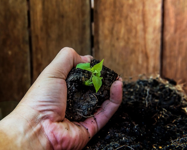 Sauvez la terre sauvez la vie fi Arbor Day