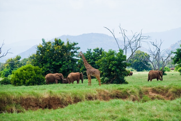Savannah éléphants et girafe