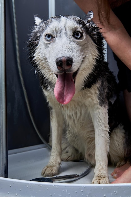 Savon pour les mains le chien husky sibérien mignon chien husky se lavant à la maison