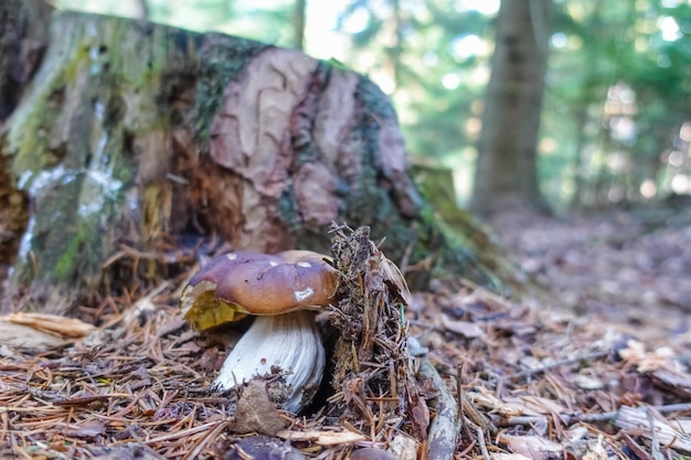 Savoureux cèpes entre les aiguilles en automne