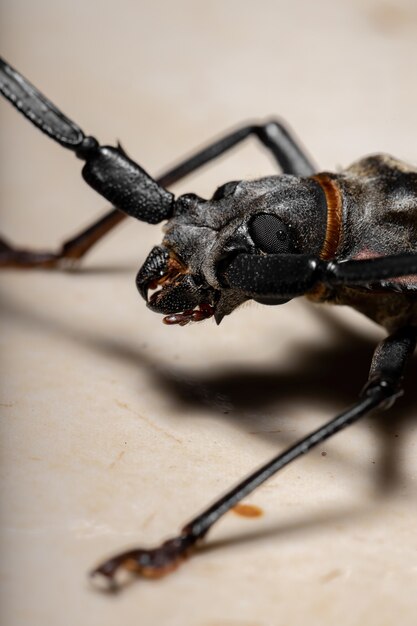 Sawyer impérial géant adulte de l'espèce Enoplocerus armillatus avec mise au point sélective