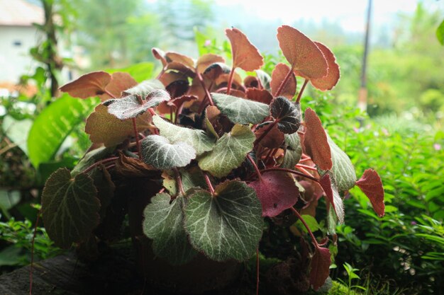 Saxifraga stolonifera est une plante vivace connue sous plusieurs noms communs, y compris creepi