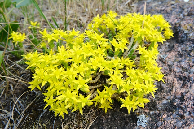 Le saxifrage jaune pousse sur une pierre