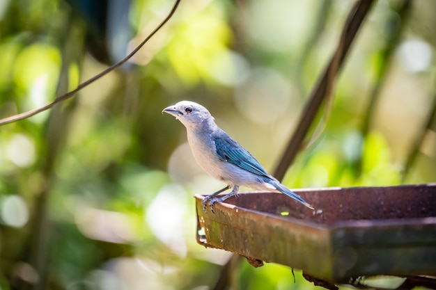 Sayaca Tanager (Tangara Sayaca) banane mangeuse d&#39;oiseaux dans la campagne brésilienne