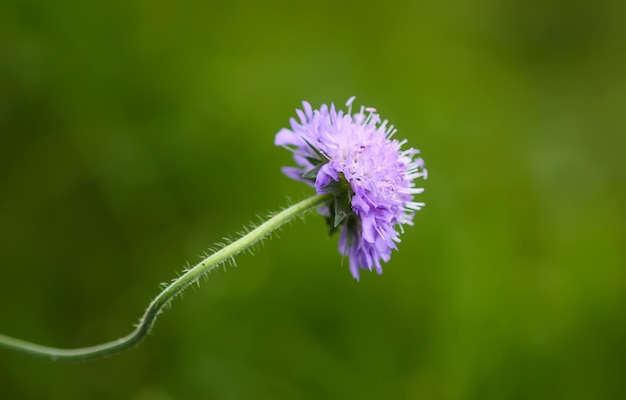 Scabiosa columbaria plante Fleur sauvage pourpre sur un champ d'été