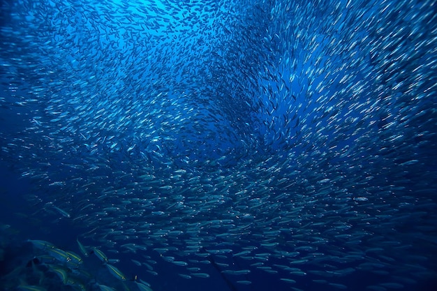 scad jamb sous l'écosystème eau / mer, grand banc de poissons sur fond bleu, poisson abstrait vivant