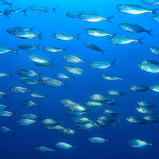 scad jamb sous l'écosystème eau / mer, grand banc de poissons sur fond bleu, poisson abstrait vivant