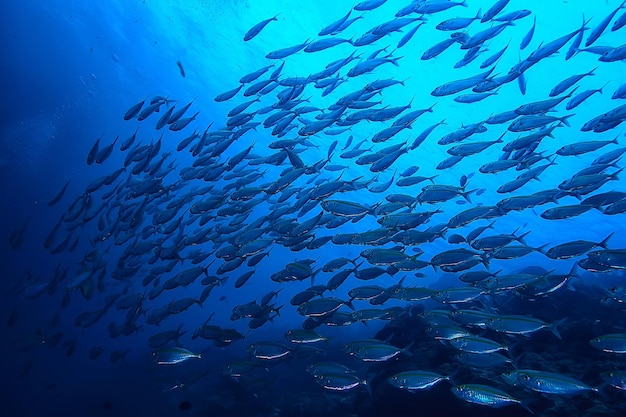 scad jamb sous l'écosystème eau / mer, grand banc de poissons sur fond bleu, poisson abstrait vivant