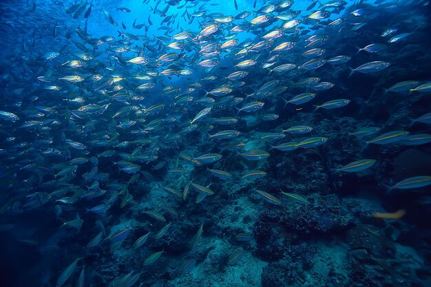 scad jamb sous l'écosystème eau / mer, grand banc de poissons sur fond bleu, poisson abstrait vivant