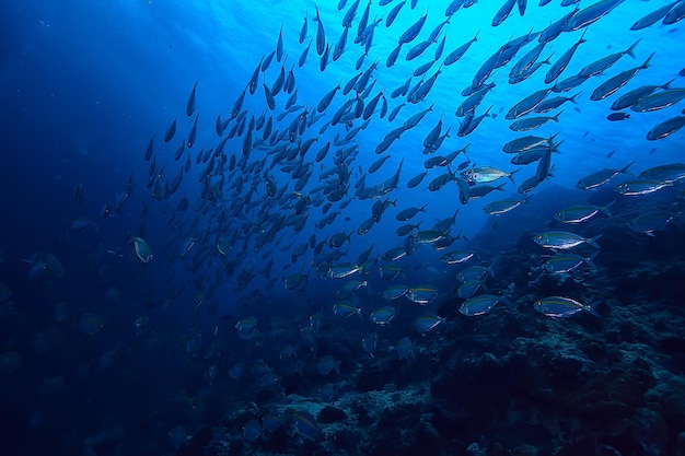 scad jamb sous l'écosystème eau / mer, grand banc de poissons sur fond bleu, poisson abstrait vivant