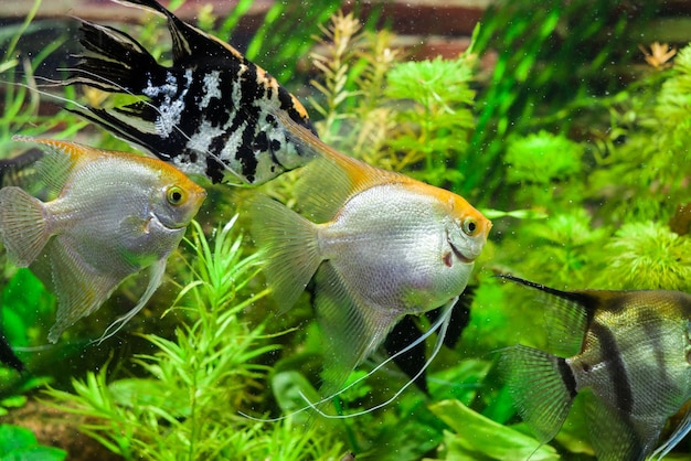 scalaires de poissons d'aquarium parmi les algues vertes