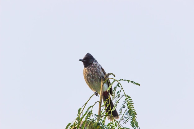 Photo scally breasted munia assis sur la branche d'arbre dans son environnement naturel