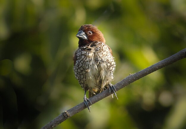 Photo scally breasted munia assis sur la branche d'arbre dans son environnement naturel