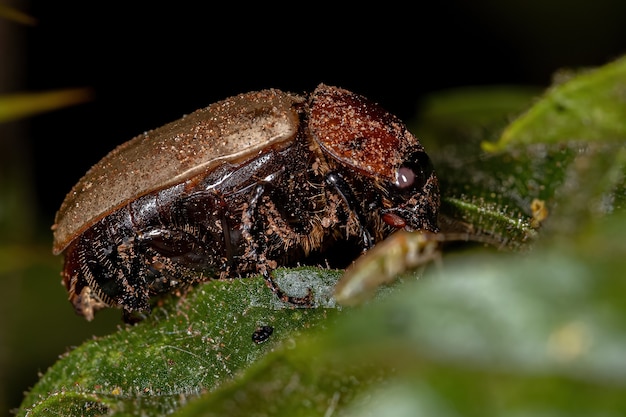 Scarabée brun adulte de la famille des Scarabaeidae