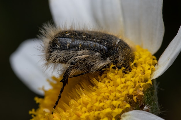 Scarabée brun sur une fleur de marguerite dans un jardin