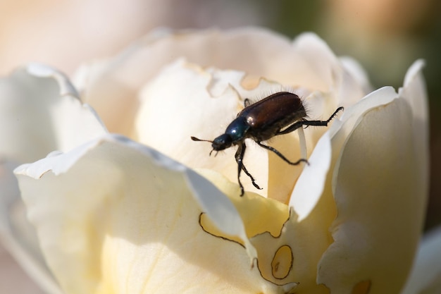 Un scarabée de jardin ou un scarabée de genévrier sur une feuille