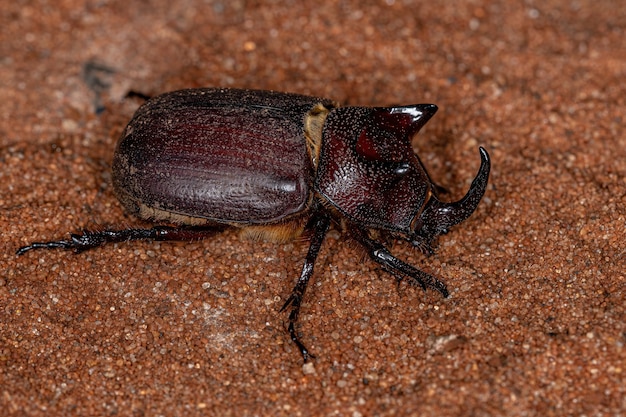 Scarabée rhinocéros adulte de l'espèce Coelosis bicornis