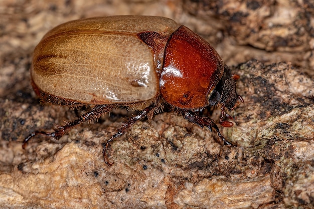 Scarabée rhinocéros adulte de la sous-famille Dynastinae