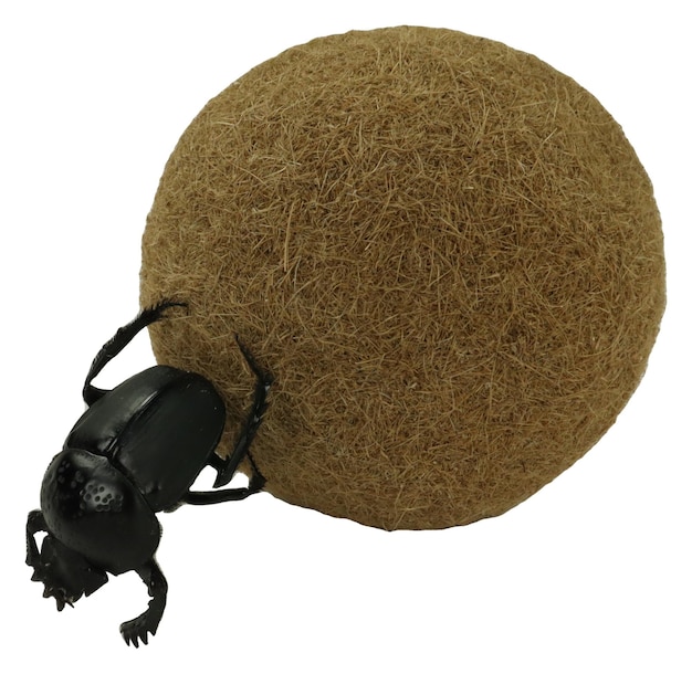 Photo le scarabée sacré roule la balle. coléoptères. scarabée. scarabées. isolé sur blanc